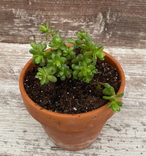 Load image into Gallery viewer, Pickle Delosperma