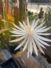 Load image into Gallery viewer, Epiphyllum Queen of the Night Cactus