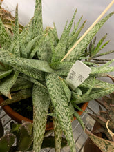 Load image into Gallery viewer, Aloe Mosiac