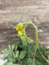 Load image into Gallery viewer, Echeveria Mexican Hat