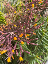 Load image into Gallery viewer, Rhipsalis Dancing Bones Cactus