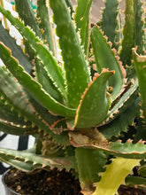 Load image into Gallery viewer, Aloe Star