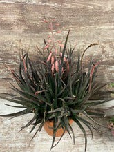 Load image into Gallery viewer, Aloe Midnight