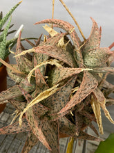 Load image into Gallery viewer, Aloe Star Burst
