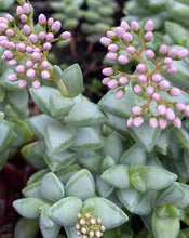 Load image into Gallery viewer, Crassula Rosary Vine