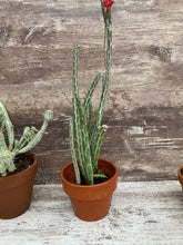 Load image into Gallery viewer, Senecio Pickle