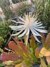 Load image into Gallery viewer, Epiphyllum Queen of the Night Cactus