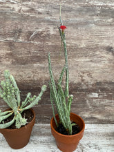 Load image into Gallery viewer, Senecio Pickle