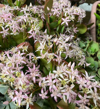 Load image into Gallery viewer, Crassula Blue Bird Jade