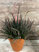Load image into Gallery viewer, Aloe Midnight