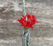 Load image into Gallery viewer, Senecio Pickle