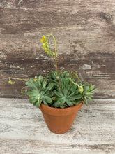 Load image into Gallery viewer, Echeveria Mexican Hat