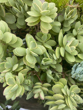 Load image into Gallery viewer, Crassula Money maker Variegata