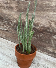 Load image into Gallery viewer, Senecio Pickle