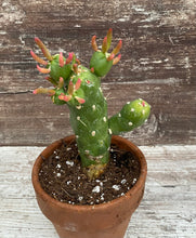 Load image into Gallery viewer, Cactus yGumby