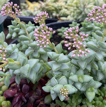 Load image into Gallery viewer, Crassula Rosary Vine