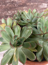 Load image into Gallery viewer, Echeveria Mexican Hat