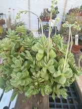 Load image into Gallery viewer, Crassula Money maker Variegata