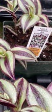 Load image into Gallery viewer, Tradescantia Purple Zebrina Pendula