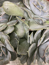Load image into Gallery viewer, Echeveria Lilacina