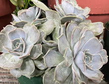 Load image into Gallery viewer, Echeveria Lilacina
