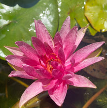 Load image into Gallery viewer, Waterlily Red Spider