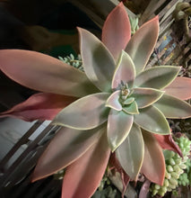 Load image into Gallery viewer, Graptovia Fred Ives