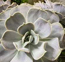 Load image into Gallery viewer, Echeveria Lilacina