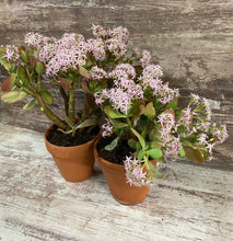 Load image into Gallery viewer, Crassula Blue Bird Jade