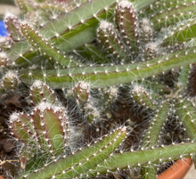 Load image into Gallery viewer, Epiphyllum Dog Tail Cactus