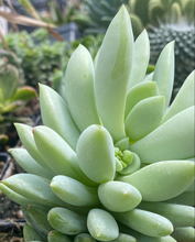 Load image into Gallery viewer, Sedeveria Peridot Passion