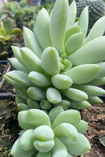 Load image into Gallery viewer, Sedeveria Peridot Passion