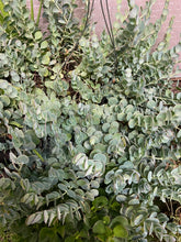 Load image into Gallery viewer, Kalanchoe Marnier's Kalanchoe