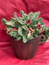 Load image into Gallery viewer, Huernia Life Saver