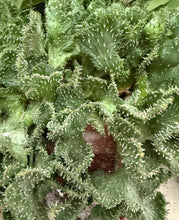 Load image into Gallery viewer, Euphorbia Green Coral
