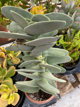 Load image into Gallery viewer, Crassula Propeller Plant