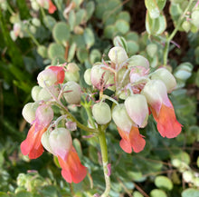 Load image into Gallery viewer, Kalanchoe Marnier's Kalanchoe