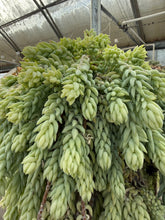 Load image into Gallery viewer, Donkey Tails