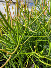 Load image into Gallery viewer, Firestick Euphorbia