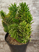 Load image into Gallery viewer, Cactus Crested Eve's Needle