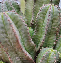 Load image into Gallery viewer, Euphorbia Tanzania Zipper