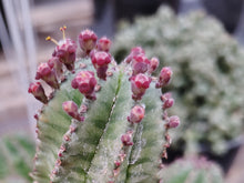 Load image into Gallery viewer, Euphorbia Tanzania Zipper