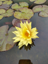 Load image into Gallery viewer, Water Lily Sribangpra