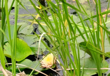 Load image into Gallery viewer, Water Lily Peaches and Cream