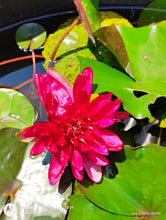 Load image into Gallery viewer, Water Lily Razzberry
