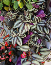 Load image into Gallery viewer, Tradescantia Purple Zebrina Pendula