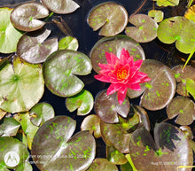 Load image into Gallery viewer, Waterlily Wanvisa