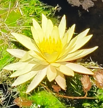 Load image into Gallery viewer, Water Lily Sribangpra