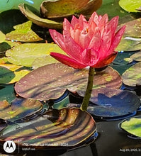 Load image into Gallery viewer, Waterlily Wanvisa