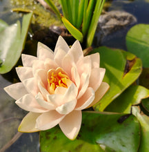 Load image into Gallery viewer, Waterlily Colorado